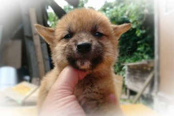 柴犬(標準サイズ)【岡山県・男の子・2017年6月22日・赤】の写真「●不二子ｂａｂｙ•••♥●」