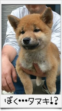 柴犬(標準サイズ)【岡山県・男の子・2014年2月10日・赤】の写真「」