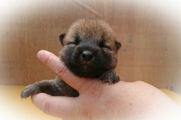 柴犬(標準サイズ)【岡山県・男の子・2017年6月19日・赤】の写真「●楓ｂａｂｙ•••♥●」