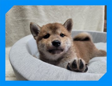 柴犬(標準サイズ)【岡山県・男の子・2021年8月11日・赤】の写真「●柴犬３兄弟●」