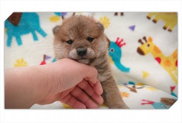 柴犬(標準サイズ)【岡山県・男の子・2019年2月4日・赤】の写真「●まん丸モコモコ•••♥●」