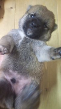 柴犬(標準サイズ)【岡山県・男の子・2012年8月23日・赤】の写真「」