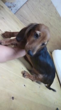 ミニチュアダックスフンド(ロング)【岡山県・男の子・2012年6月7日・シェーデットレッド】の写真「」