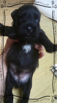 ミニチュアシュナウザー【岡山県・男の子・2012年8月17日・ブラック】の写真「」