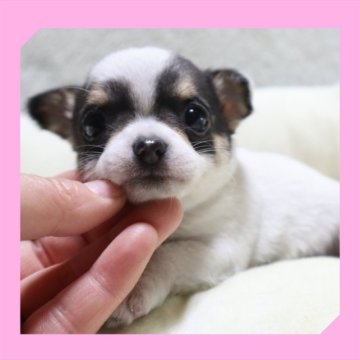 チワワ(スムース)【岡山県・女の子・2023年3月21日・ホワイト&ブラックタン】の写真「●おめめが開きました●」