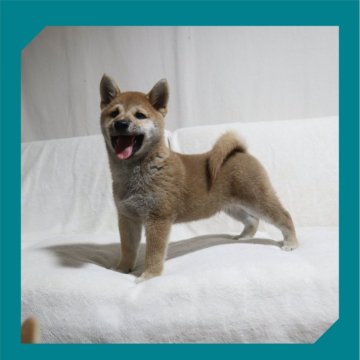 柴犬(標準サイズ)【岡山県・男の子・2024年6月27日・赤】の写真「●まんまる兄妹●」