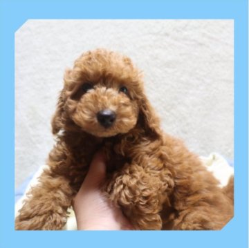 トイプードル(トイ)【岡山県・男の子・2023年5月2日・レッド】の写真「●スクスク成長中👶🍼●」