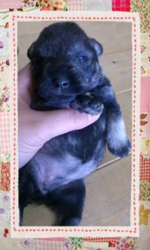 ミニチュアシュナウザー【岡山県・女の子・2012年12月30日・ソルト&ペッパー】の写真「」