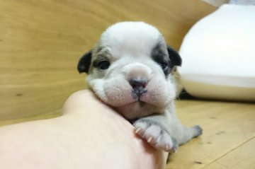 ブルドッグ【岡山県・女の子・2015年12月4日・レッド&ホワイト】の写真「●どすこい長女●」