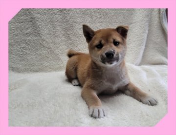 柴犬(標準サイズ)【岡山県・女の子・2021年8月19日・赤】の写真「●柴犬兄妹●」