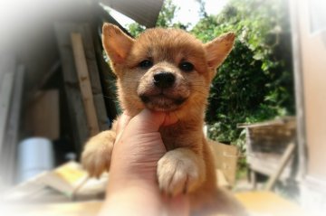 柴犬(標準サイズ)【岡山県・男の子・2017年6月21日・赤】の写真「●葵ｂａｂｙ•••♥●」