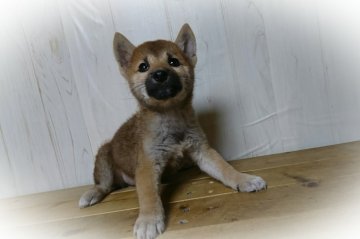 柴犬(標準サイズ)【岡山県・男の子・2017年7月8日・赤】の写真「●甘えん坊の男の子●」