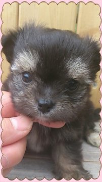 ｍｉｘ犬  (チワマル)【岡山県・女の子・2014年4月22日・黒】の写真「」