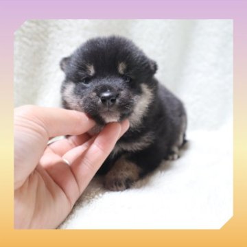 柴犬(標準サイズ)【岡山県・女の子・2023年5月10日・黒】の写真「●うっすら.おめめが開きました✨●」