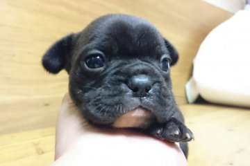 フレンチブルドッグ【岡山県・女の子・2015年11月22日・ブリンドル】の写真「●どすこい長女●」