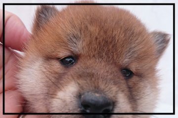 柴犬(標準サイズ)【岡山県・女の子・2015年3月14日・赤】の写真「＊スクスク成長中(*^_^*)＊」