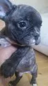 フレンチブルドッグ【岡山県・男の子・2012年9月12日・ブリンドル】の写真1
