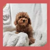 トイプードル(トイ)【岡山県・女の子・2024年2月9日・レッド】の写真2