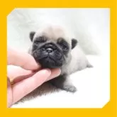 パグ【岡山県・女の子・2024年1月22日・フォーン】の写真4