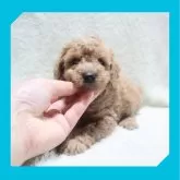 トイプードル(トイ)【岡山県・男の子・2023年12月18日・アプリコット】の写真4