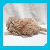 トイプードル(トイ)【岡山県・男の子・2023年12月18日・アプリコット】の写真5