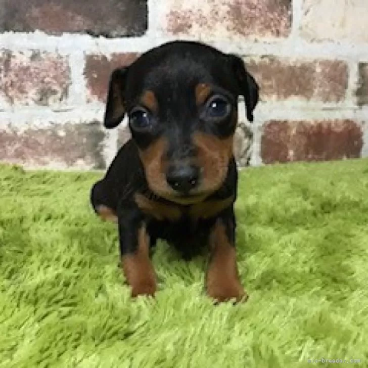 ID：2412-07473の子犬