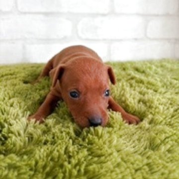 ミニチュアピンシャー【埼玉県・女の子・2025年10月19日・レッド】の写真「これからの成長が楽しみ」