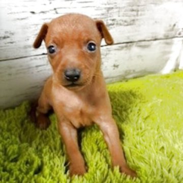 ミニチュアピンシャー【埼玉県・女の子・2025年10月19日・レッド】の写真「これからの成長が楽しみ」