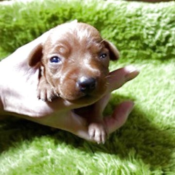 ミニチュアピンシャー【埼玉県・女の子・2025年10月19日・レッド】の写真「これからの成長が楽しみ」