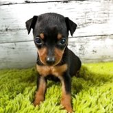 ミニチュアピンシャー