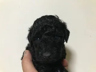 ID:2010-03173の子犬
