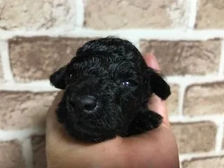 ID：1905-01771の子犬