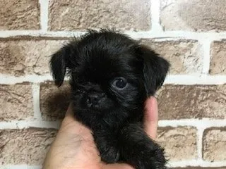 ID:1904-01049の子犬