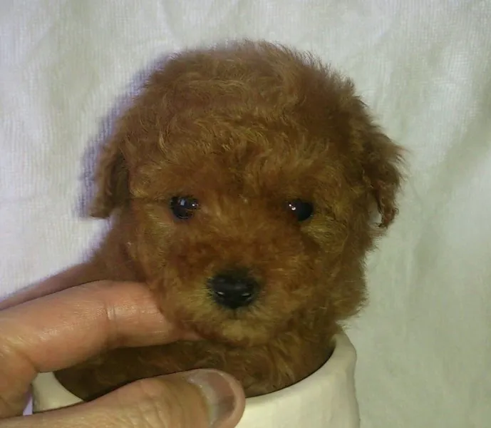 ID：1411-00736の子犬