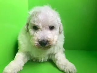 K.S 様のお迎えした子犬
