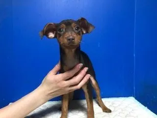 ID：1909-01059の子犬