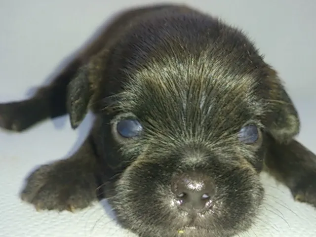 ID：1607-00642の子犬