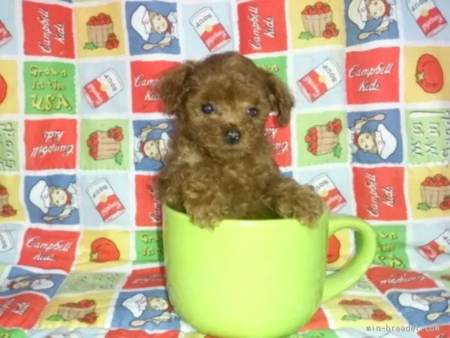 ID：1601-00026の子犬