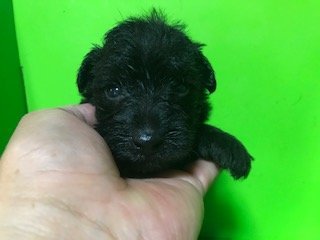 ミニピンXプードル【埼玉県・男の子・2020年4月17日・ブラック】の写真「どちらの犬種も人間大好きです。」