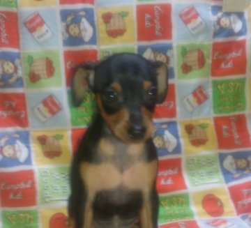 ミニチュアピンシャー【埼玉県・女の子・2015年6月10日・ブラックタン】の写真「インターチャンピオン直子」