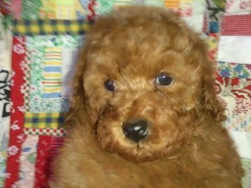 トイプードル(トイ)【埼玉県・女の子・2015年11月25日・レッド】の写真「シッポぶりぶり振ってます！」