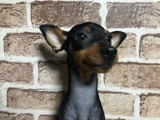 ミニチュアピンシャー【埼玉県・女の子・2019年4月16日・ブラックタン】の写真「撮影して来ました！」