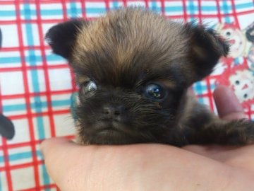 ブリュッセルグリフォン【埼玉県・女の子・2015年9月27日・レッド】の写真「11/13日　410ｇ極小希少犬！」