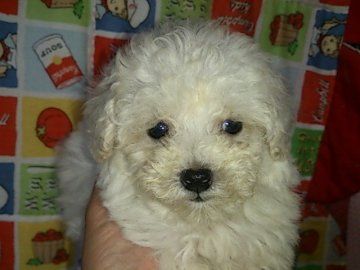 トイプードル(トイ)【埼玉県・女の子・2017年9月25日・ホワイト】の写真「これからの成長が楽しみです！」