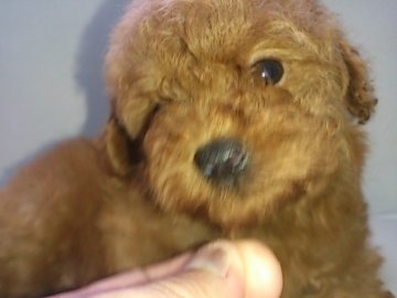 トイプードル(トイ)【埼玉県・女の子・2016年7月23日・レッド】の写真「マズル短いです！！」