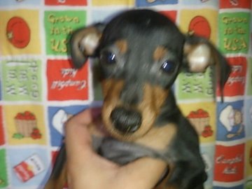 ミニチュアピンシャー【埼玉県・男の子・2015年7月10日・ブラックタン】の写真「めっちゃ甘えん坊です！」