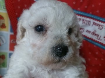 トイプードル(トイ)【埼玉県・女の子・2016年9月10日・ホワイト】の写真「マズル短いです！」