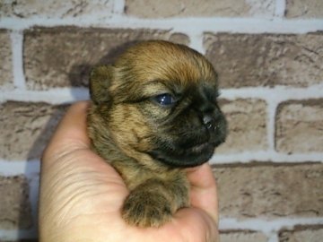 ブリュッセルグリフォン【埼玉県・女の子・2017年1月2日・レッド】の写真「希少犬！」