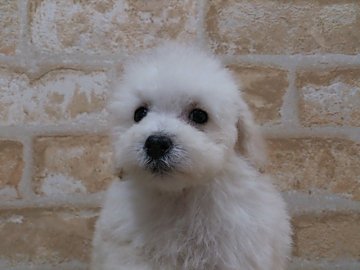 トイプードル(トイ)【埼玉県・女の子・2016年2月2日・ホワイト】の写真「」