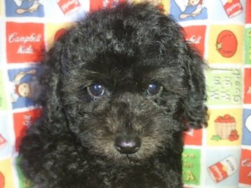 トイプードル(トイ)【埼玉県・女の子・2015年7月30日・ブラック】の写真「ドンくさいところがとてもキュート」